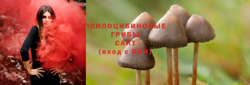 где можно купить наркотик  KRAKEN маркетплейс  Галлюциногенные грибы Cubensis  Заинск 